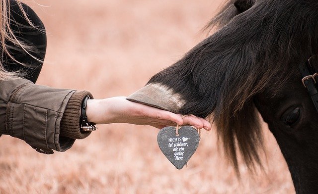 Hufrehe – Ursache und Diagnostik